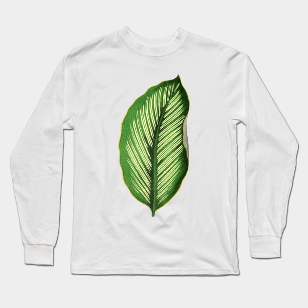 Calathea Ornata Beauty Star - Rothschild Long Sleeve T-Shirt by chimakingthings